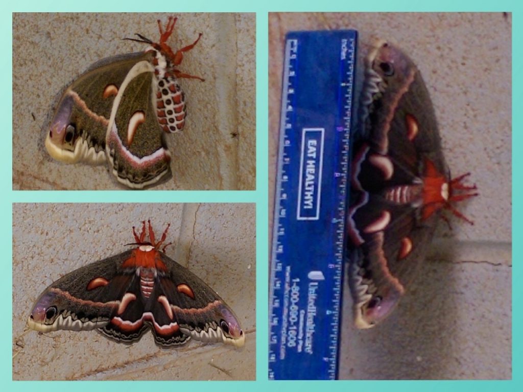 Largest Moth in North America - Hyalophora cecropia