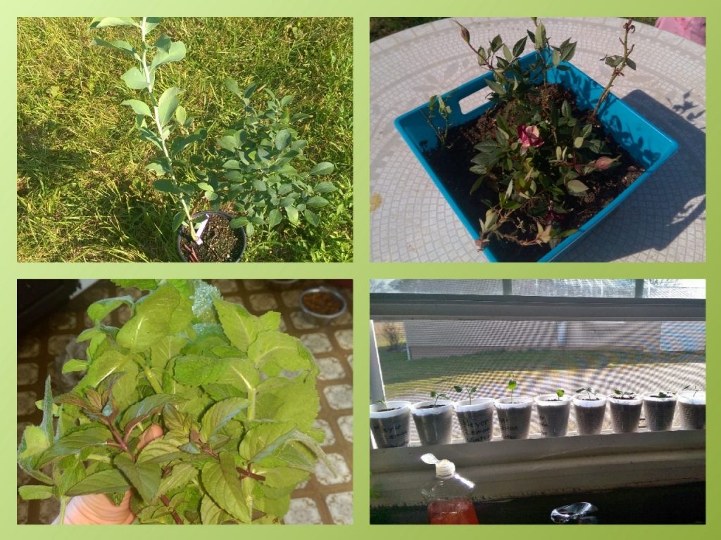 Blueberry Bush, Roses, Mint, Lemon Trees