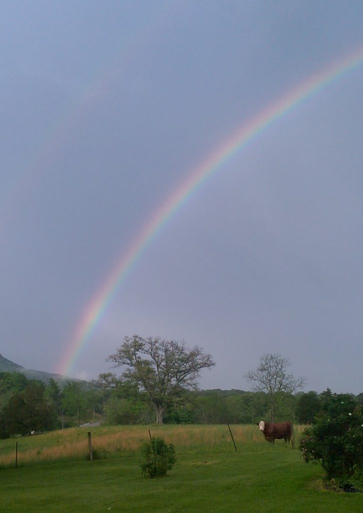 Rainbow Over Cow Field